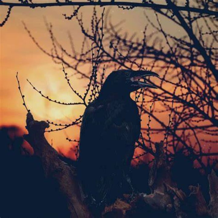 Black Crow spiritual meaning Awakening State