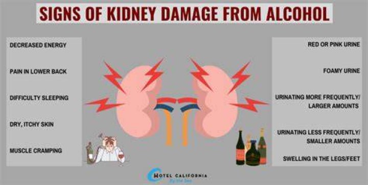 Does Alcohol Affect Your Kidneys? S. Meadows Recovery