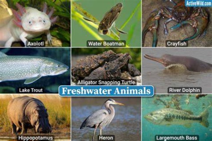 Freshwater Animals List of Freshwater Animals with Interesting Facts