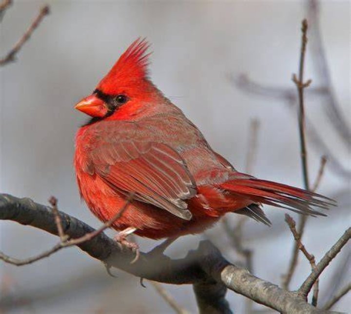 Northern Cardinal Celebrate Urban Birds