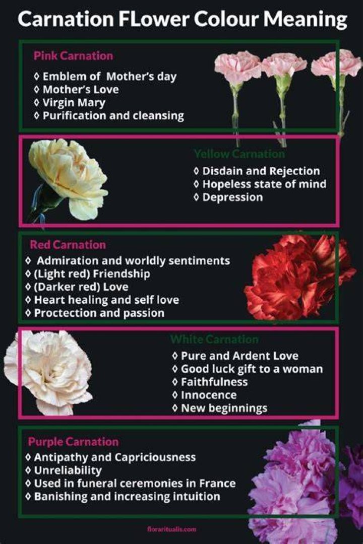 Pink Carnation Meaning, History, and Symbolism Flower Delivery