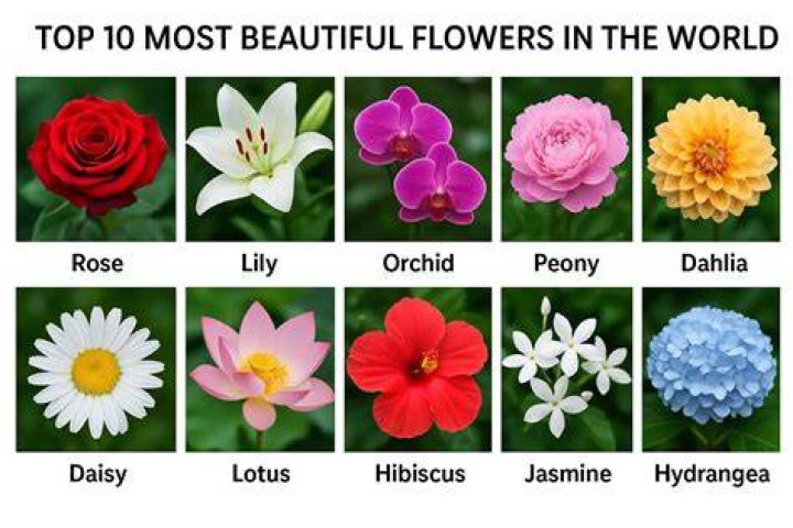 Top 10 Flowers That Symbolize Strength Give Me History